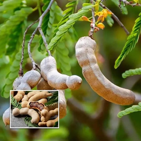 Sweet Tamarind Fruit Plant (Hybrid & Grafting ) Pack Of-1