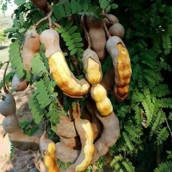 Sweet Tamarind Fruit Plant (Hybrid & Grafting ) Pack Of-1