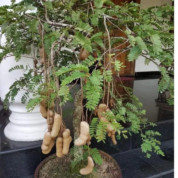 Sweet Tamarind Fruit Plant (Hybrid & Grafting ) Pack Of-1