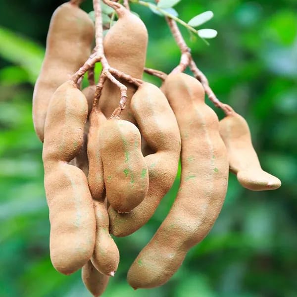 Sweet Tamarind Fruit Plant (Hybrid & Grafting ) Pack Of-1