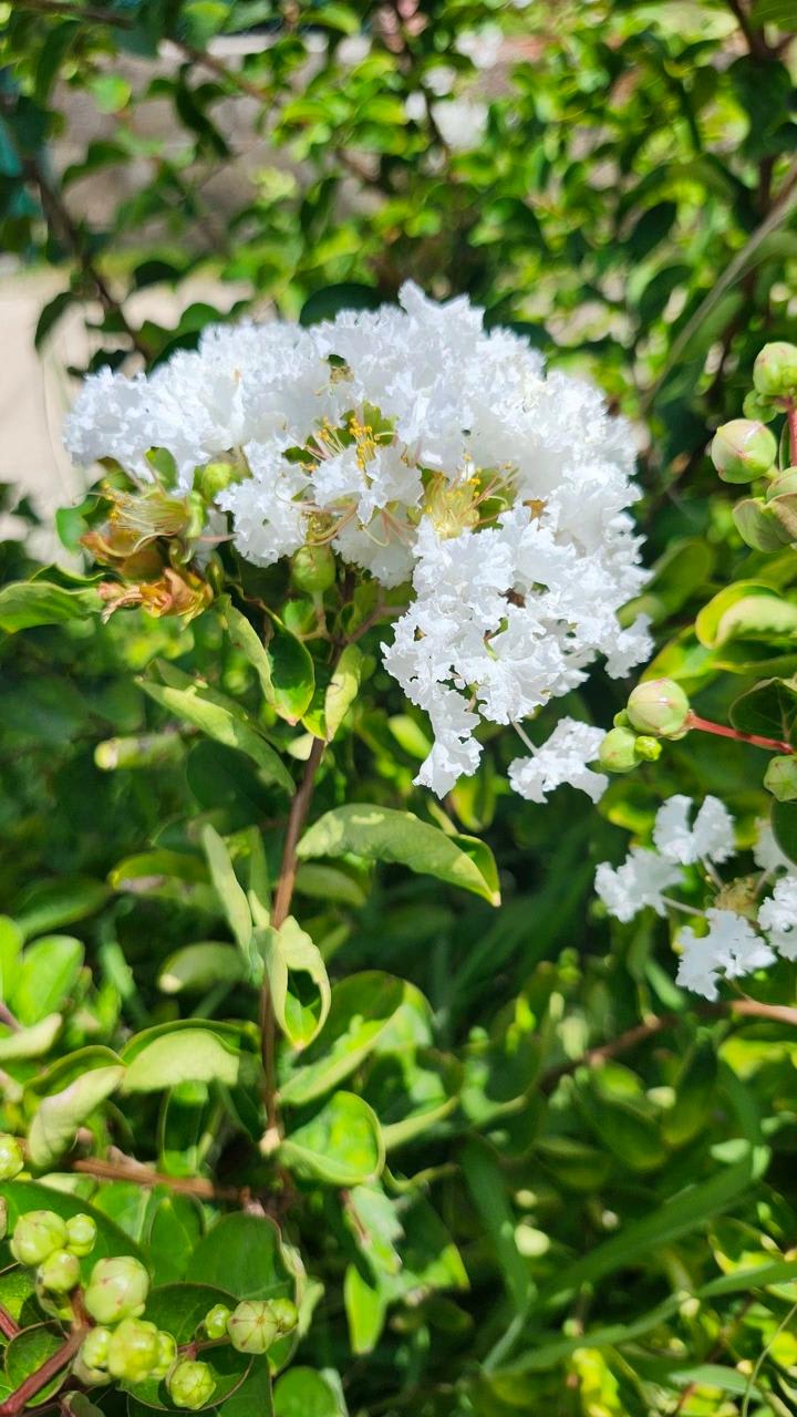 White Furush Flower Plant (Pack Of-1 )