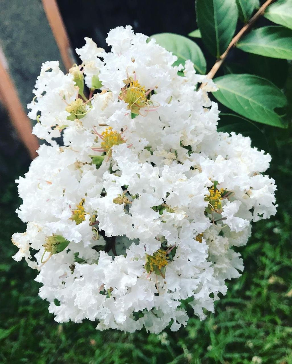 White Furush Flower Plant (Pack Of-1 )