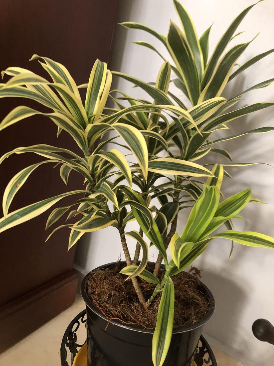 Variegated Song Of India Plant (Pack Of-1 )