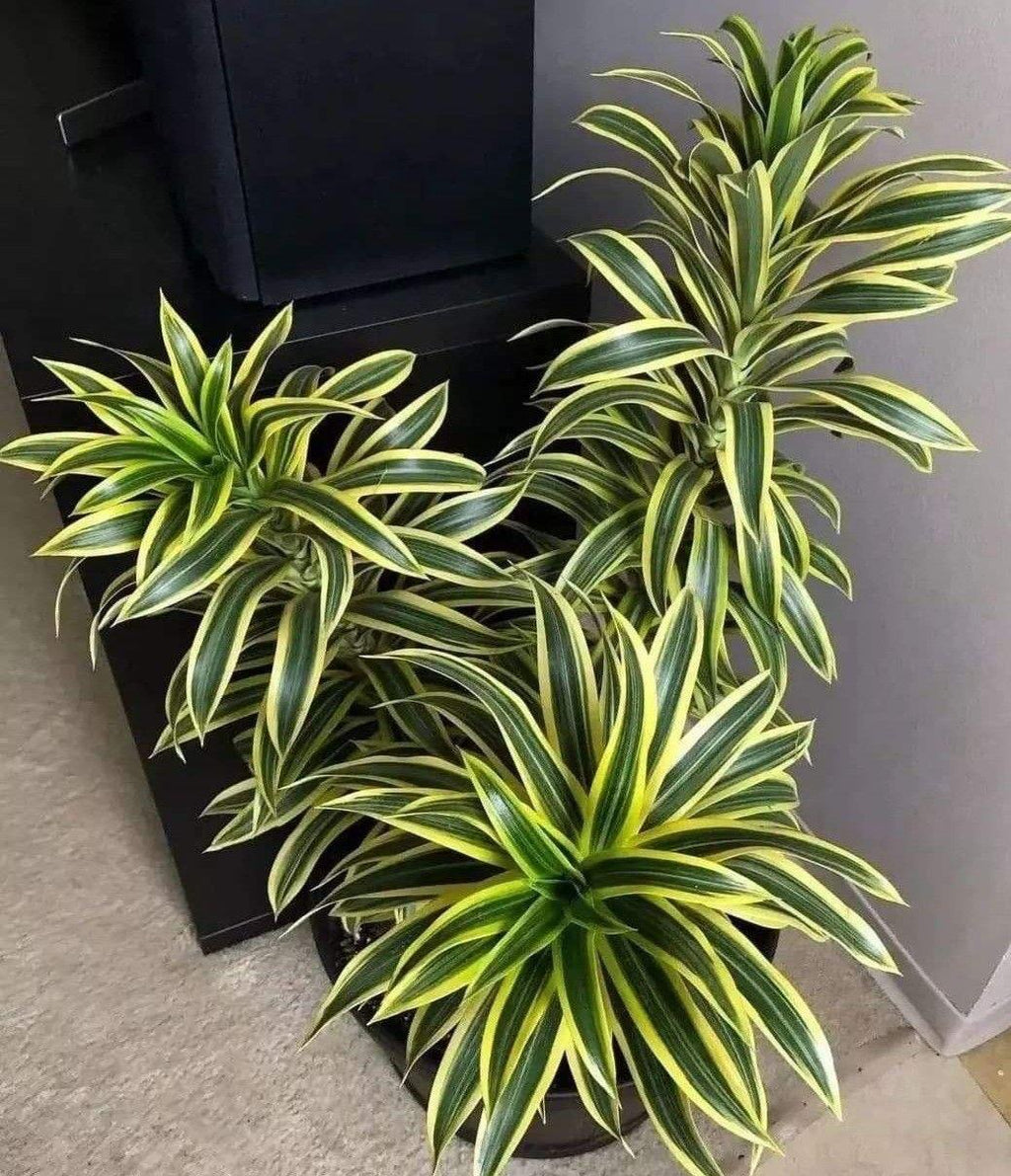 Variegated Song Of India Plant (Pack Of-1 )