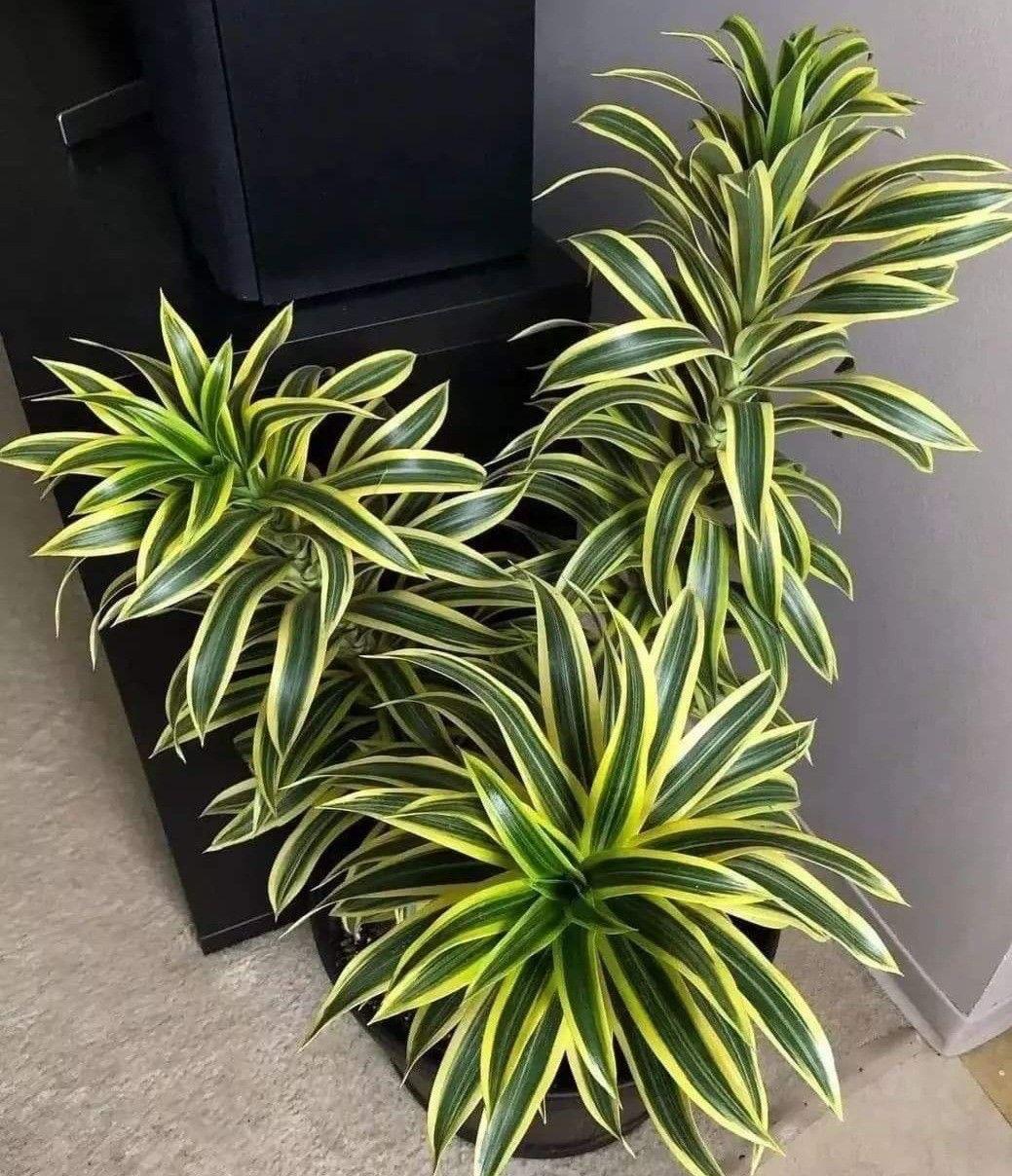 Variegated Song Of India Plant (Pack Of-1 )