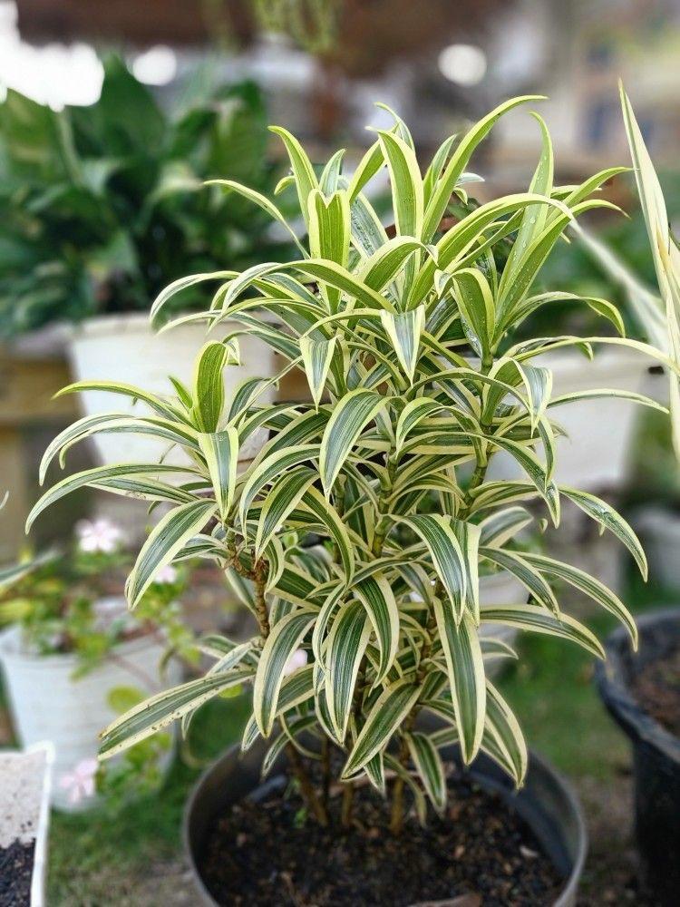 Variegated Song Of India Plant (Pack Of-1 )