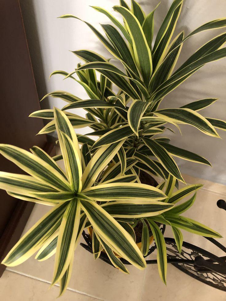 Variegated Song Of India Plant (Pack Of-1 )