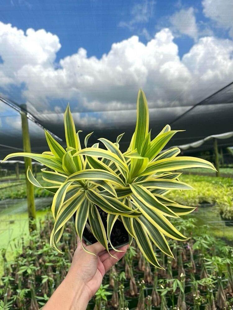 Variegated Song Of India Plant (Pack Of-1 )