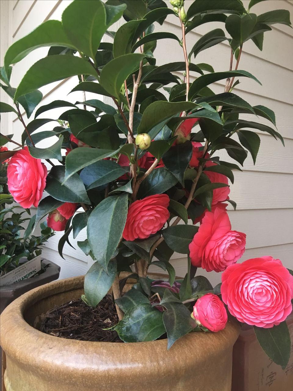 Hybrid Red Camellia Flower Plant (Pack Of-1)