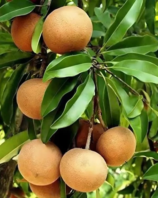 Hybrid Cricket Ball Chikoo Grafting Plant (Pack Of-1)