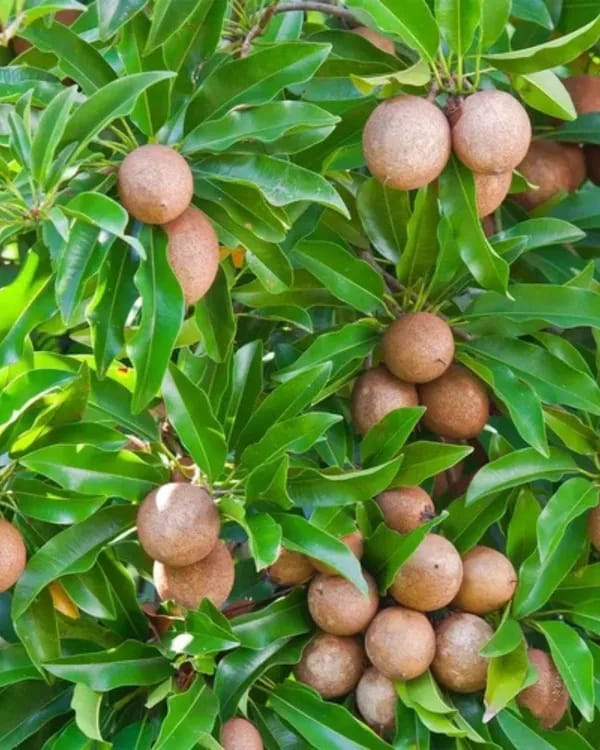 Hybrid Cricket Ball Chikoo Grafting Plant (Pack Of-1)