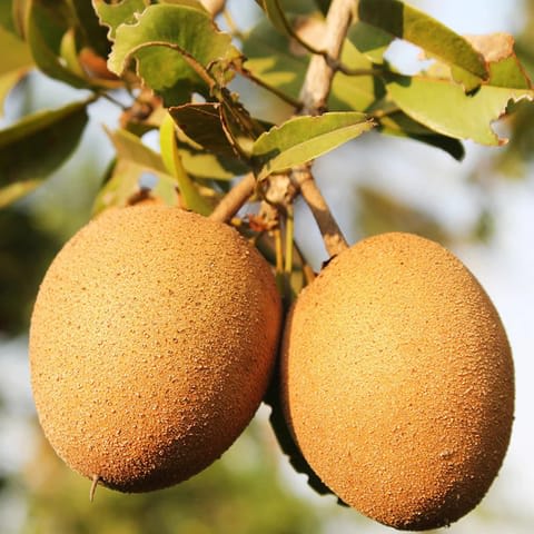 Hybrid Cricket Ball Chikoo Grafting Plant (Pack Of-1)