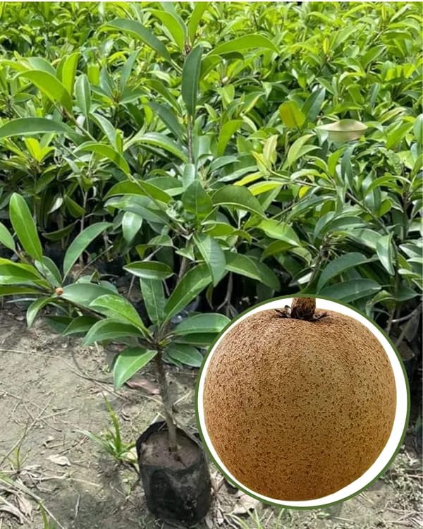 Hybrid Cricket Ball Chikoo Grafting Plant (Pack Of-1)