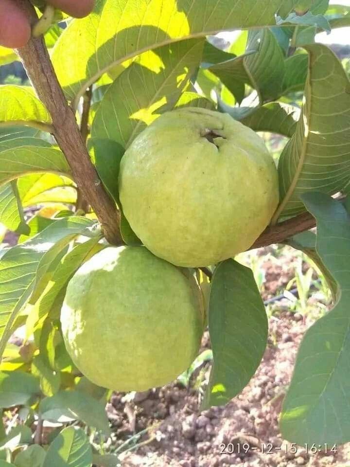 Thai 5 Guava Fruit Plant (Pack Of-1 )