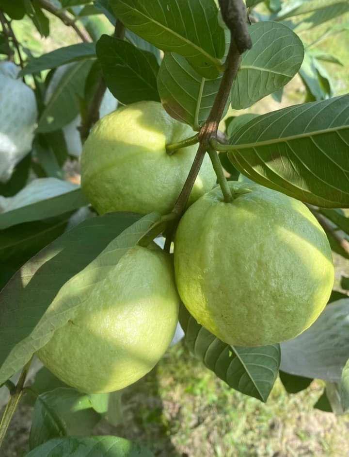 Thai 5 Guava Fruit Plant (Pack Of-1 )