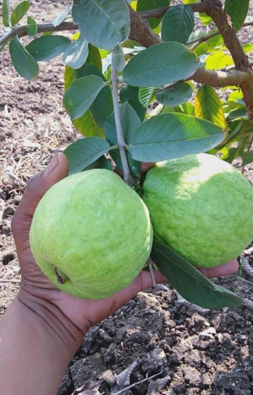 Thai 5 Guava Fruit Plant (Pack Of-1 )