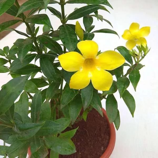 Hybrid Yellow Allamanda Flower Plant (Pack Of-1 )