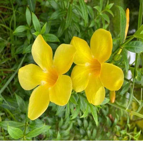 Hybrid Yellow Allamanda Flower Plant (Pack Of-1 )