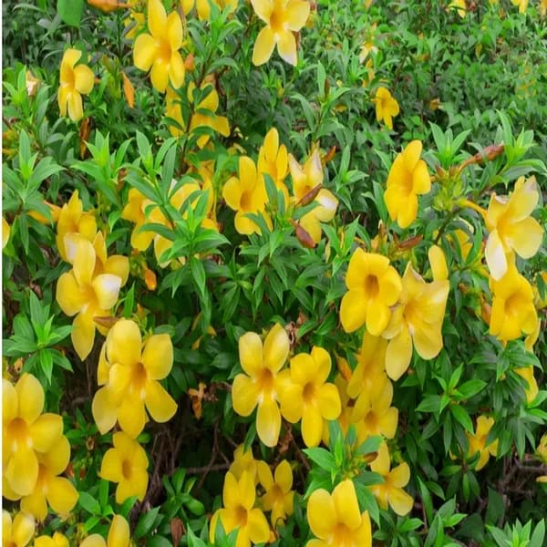 Hybrid Yellow Allamanda Flower Plant (Pack Of-1 )