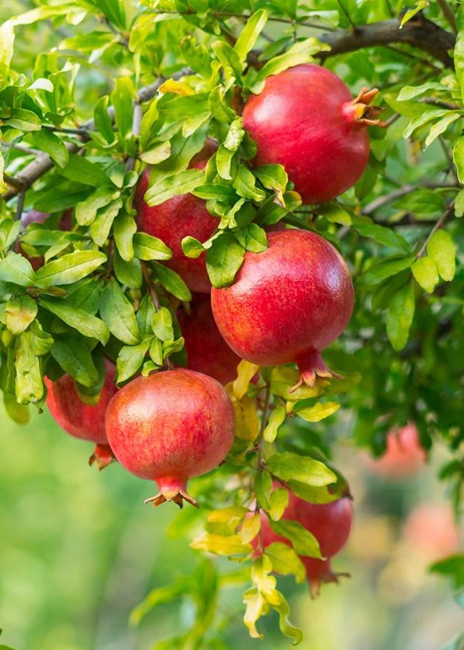 Hybrid Pomegranate Grafting Plant (Pack Of 1)