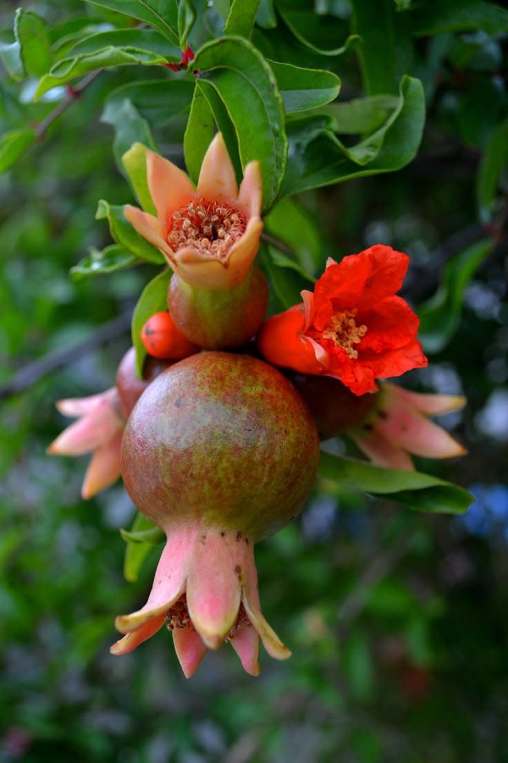 Hybrid Pomegranate Grafting Plant (Pack Of 1)