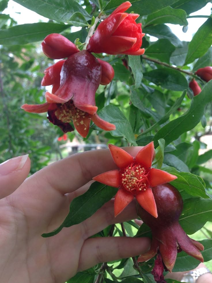 Hybrid Pomegranate Grafting Plant (Pack Of 1)