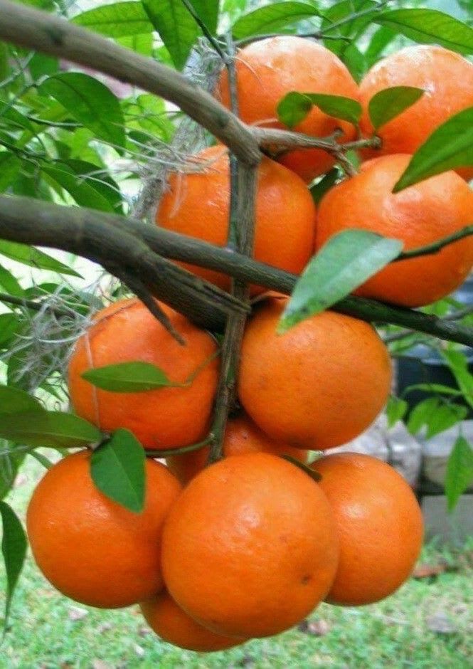 Hybrid Dancy Orange 🍊 🍊 🍊 Grafting Fruit Plant (Pack Of-1 )