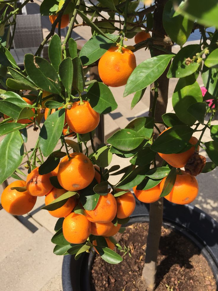 Hybrid Dancy Orange 🍊 🍊 🍊 Grafting Fruit Plant (Pack Of-1 )