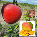 Apple Mango 🥭🥭🥭 Fruit Plant (Hybrid & Grafting) Pack Of-1