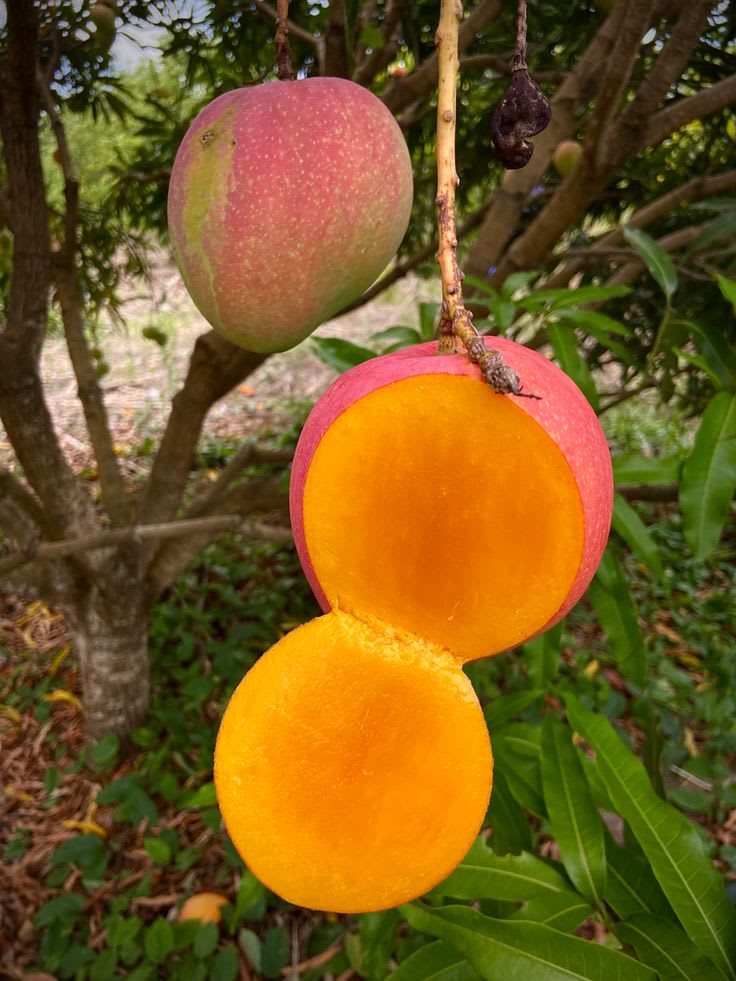 Apple Mango 🥭🥭🥭 Fruit Plant (Hybrid & Grafting) Pack Of-1