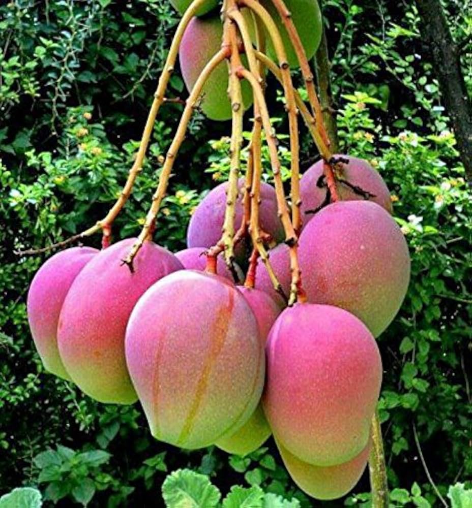 Apple Mango 🥭🥭🥭 Fruit Plant (Hybrid & Grafting) Pack Of-1