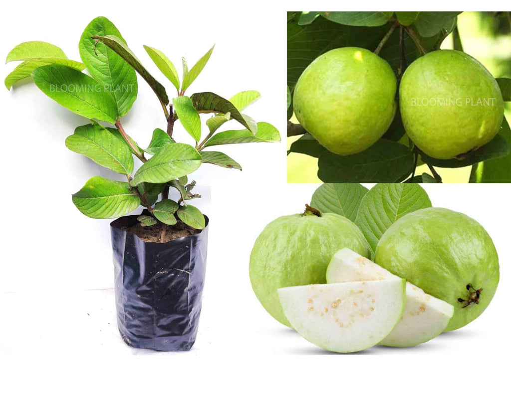 All Time Thai L-40 Guava Fruit Plant (Pack Of-1 )