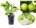 All Time Thai L-40 Guava Fruit Plant (Pack Of-1 )