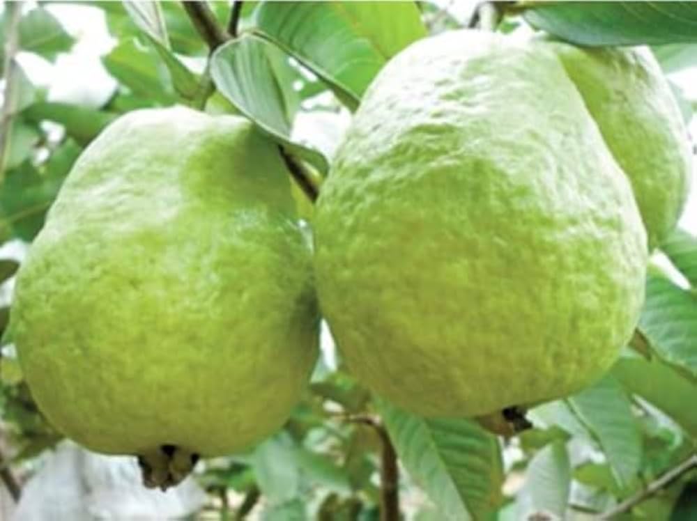 All Time Thai L-40 Guava Fruit Plant (Pack Of-1 )