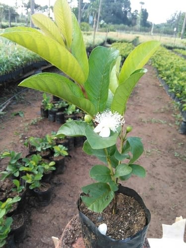 All Time Thai L-40 Guava Fruit Plant (Pack Of-1 )