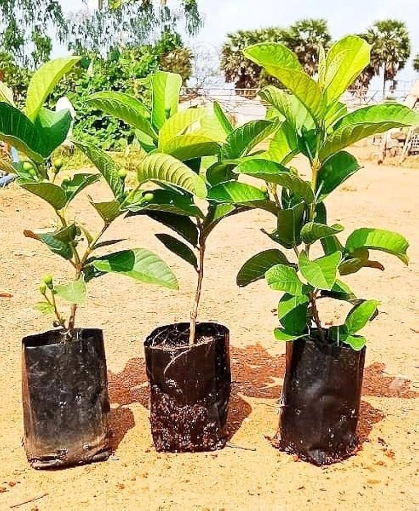 All Time Thai L-40 Guava Fruit Plant (Pack Of-1 )