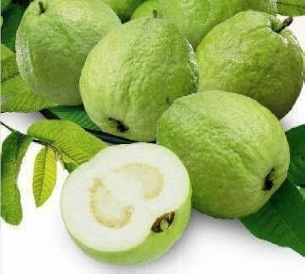 All Time Thai L-40 Guava Fruit Plant (Pack Of-1 )