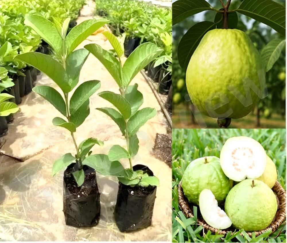 All Time Thai L-40 Guava Fruit Plant (Pack Of-1 )