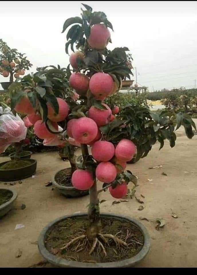 APPLE FRUIT PLANT HRMN-99 HIBRID  (Pack Of 1)