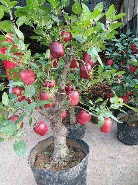 APPLE FRUIT PLANT HRMN-99 HIBRID  (Pack Of 1)