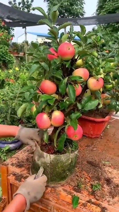 APPLE FRUIT PLANT HRMN-99 HIBRID  (Pack Of 1)