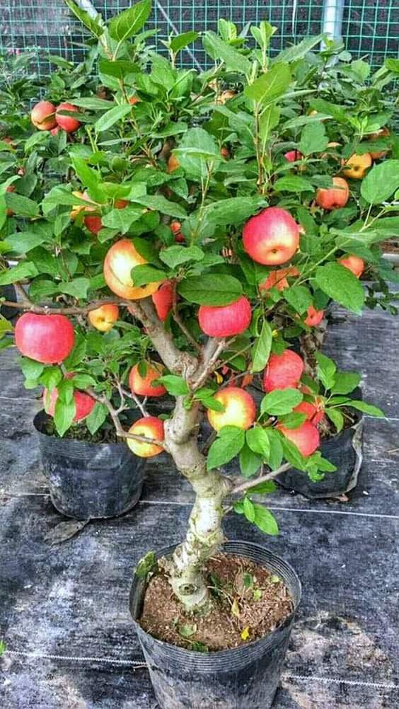 APPLE FRUIT PLANT HRMN-99 HIBRID  (Pack Of 1)