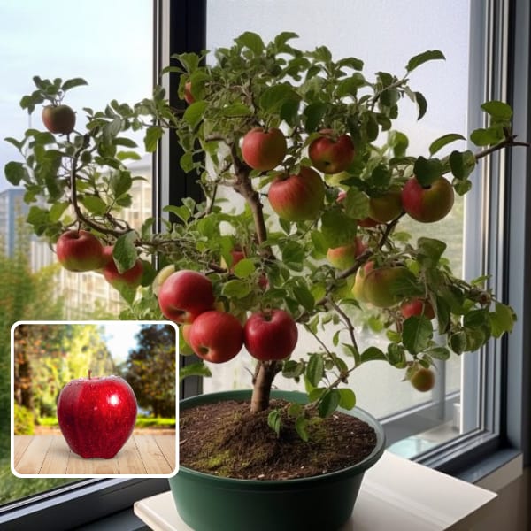 APPLE FRUIT PLANT HRMN-99 HIBRID  (Pack Of 1)