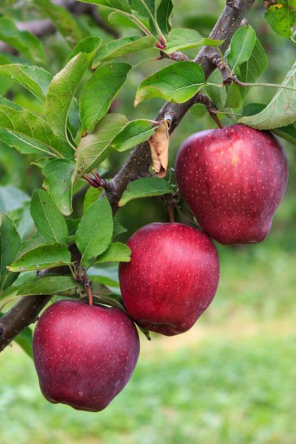 APPLE FRUIT PLANT HRMN-99 HIBRID  (Pack Of 1)