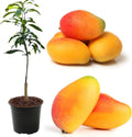 Hybrid Bari-11 Mango 🥭🥭🥭 Grafting Plant (Pack Of 1)