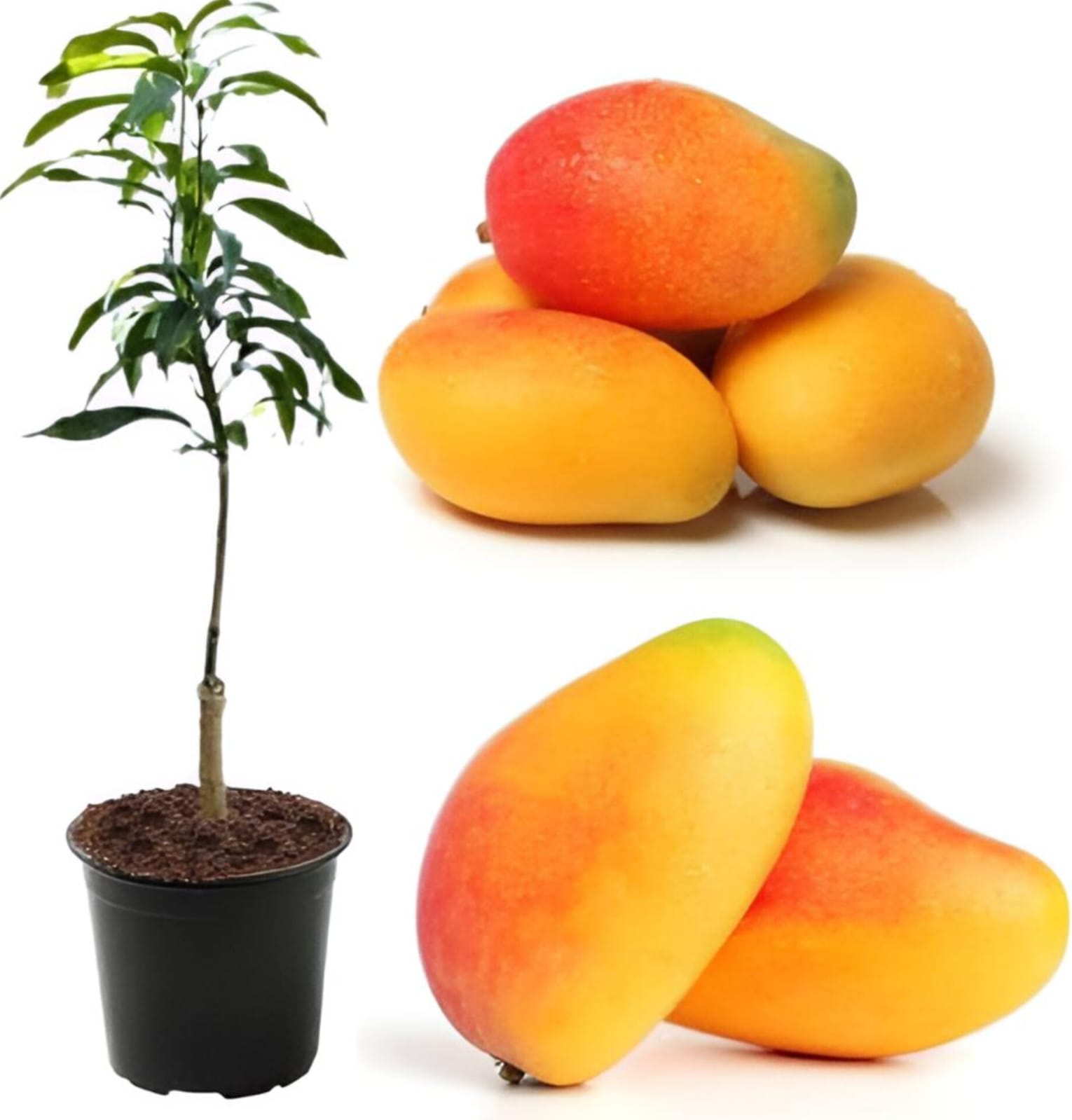 Hybrid Bari-11 Mango 🥭🥭🥭 Grafting Plant (Pack Of 1)