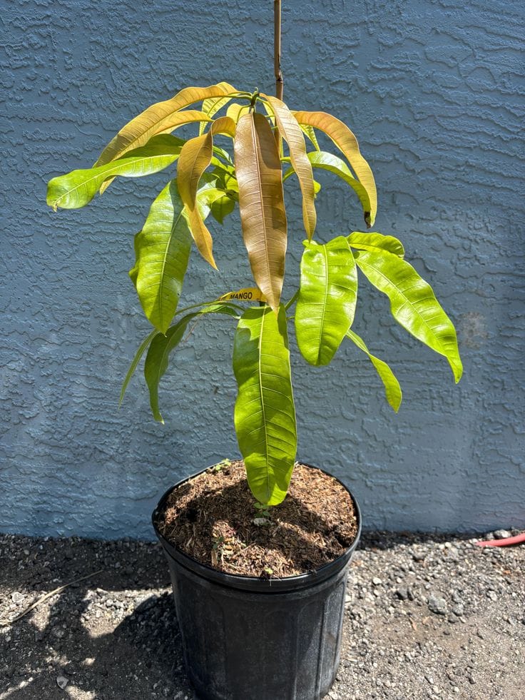 Hybrid Bari-11 Mango 🥭🥭🥭 Grafting Plant (Pack Of 1)