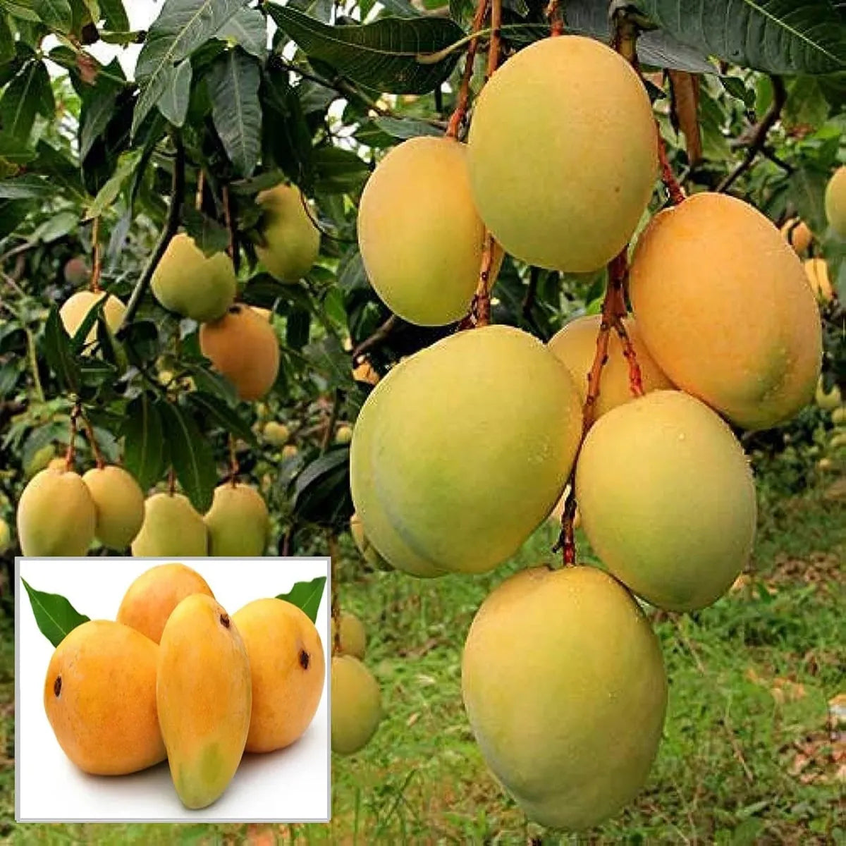 Alphonso Hapus Ratnagiri Mango Aam Grafted Fruit Plant (1.5-3 Ft.)