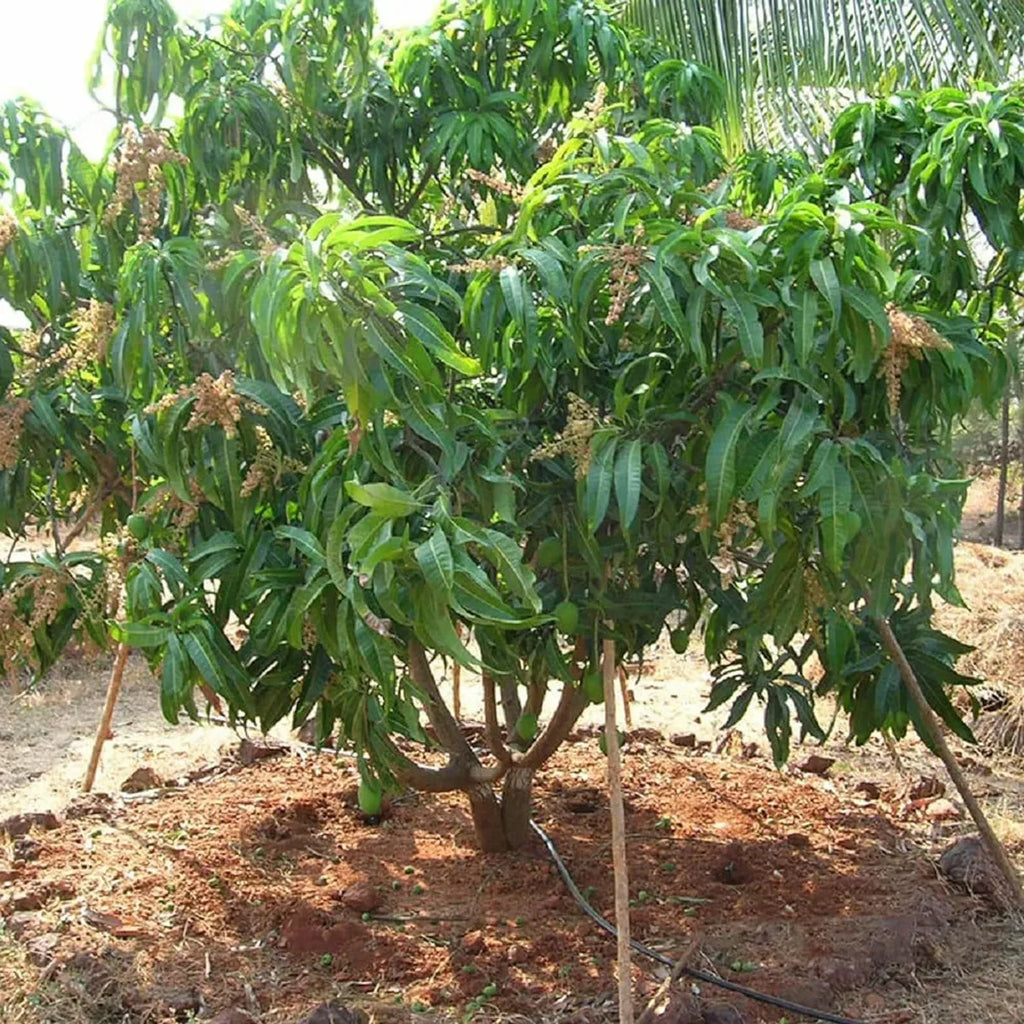 Alphonso Hapus Ratnagiri Mango Aam Grafted Fruit Plant (1.5-3 Ft.)