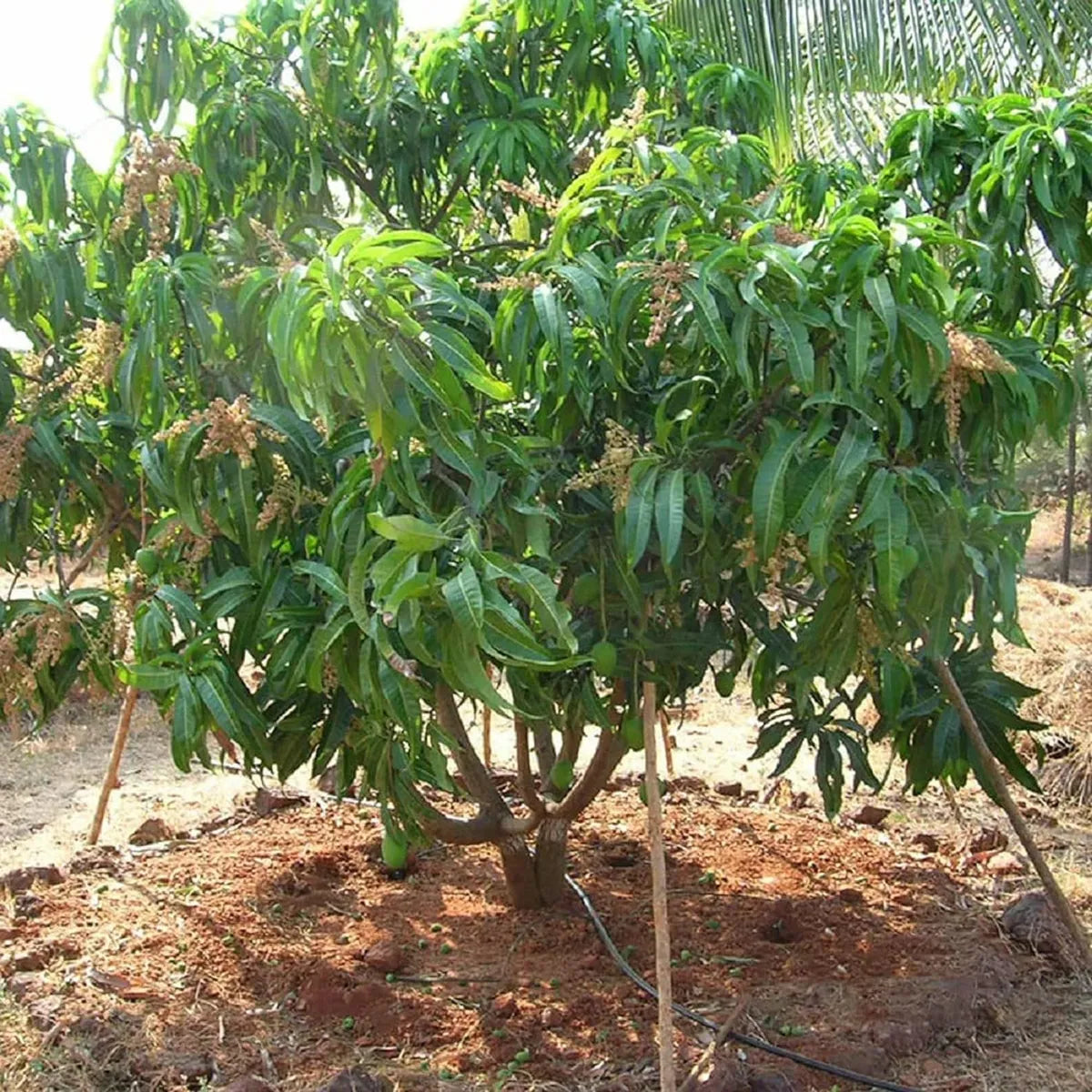 Alphonso Hapus Ratnagiri Mango Aam Grafted Fruit Plant (1.5-3 Ft.)
